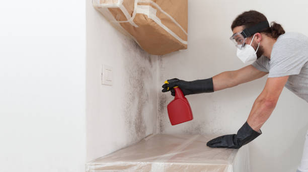 Professional Basement Mold Remediation technician working in Crapo, MD