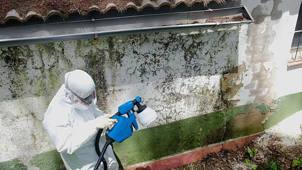 Top rated local Basement Mold Remediation specialists in Crapo, MD